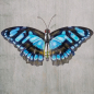 Preview: SCHMETTERLING BLAU Metall Wanddekoration für Innen & Außen